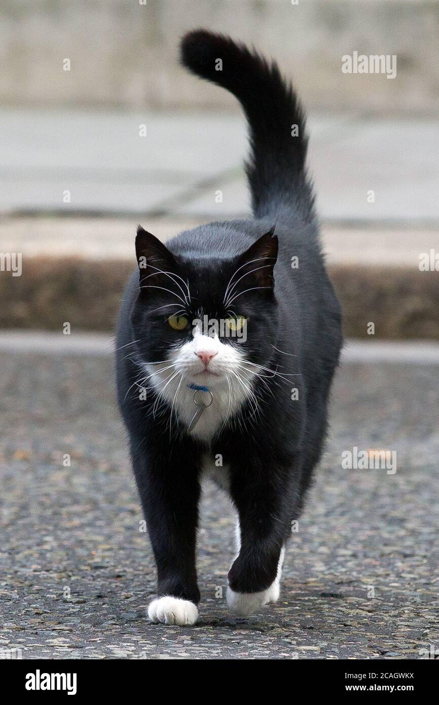 Foreign & Commonwealth Office Cat and Chief Mouser Palmerston seen in Downing Street. The Foreign OfficeÕs Chief Mouser, Palmerston, has announced his Stock Photo