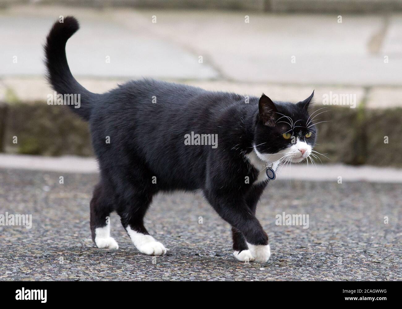 Foreign & Commonwealth Office Cat and Chief Mouser Palmerston seen in Downing Street. The Foreign Office’s Chief Mouser, Palmerston, has announced his Stock Photo