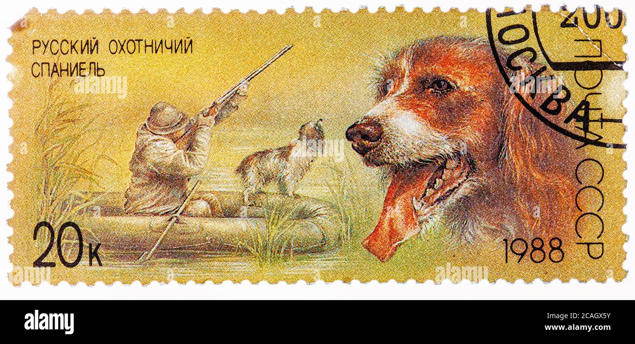 Stamp printed in USSR, shows Russian spaniel, duck hunt, series Hunting dogs Stock Photo
