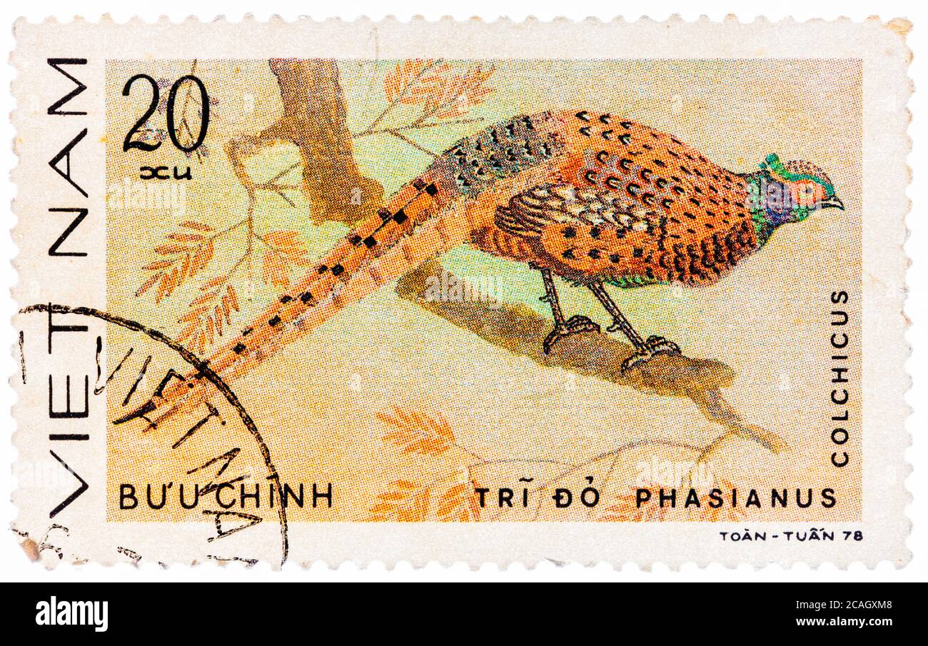 Stamp printed in Vietnam shows Phasianus colchicus or common pheasant, series devoted to the ornamental birds Stock Photo
