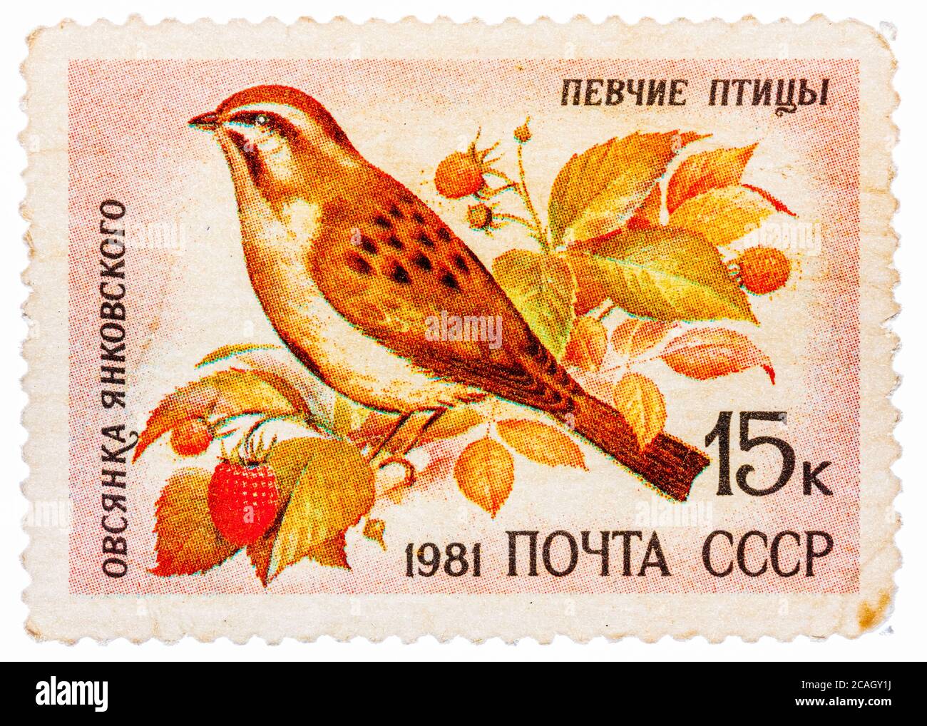 Stamp printed by Russia, shows bird, Jankowski's Bunting Stock Photo