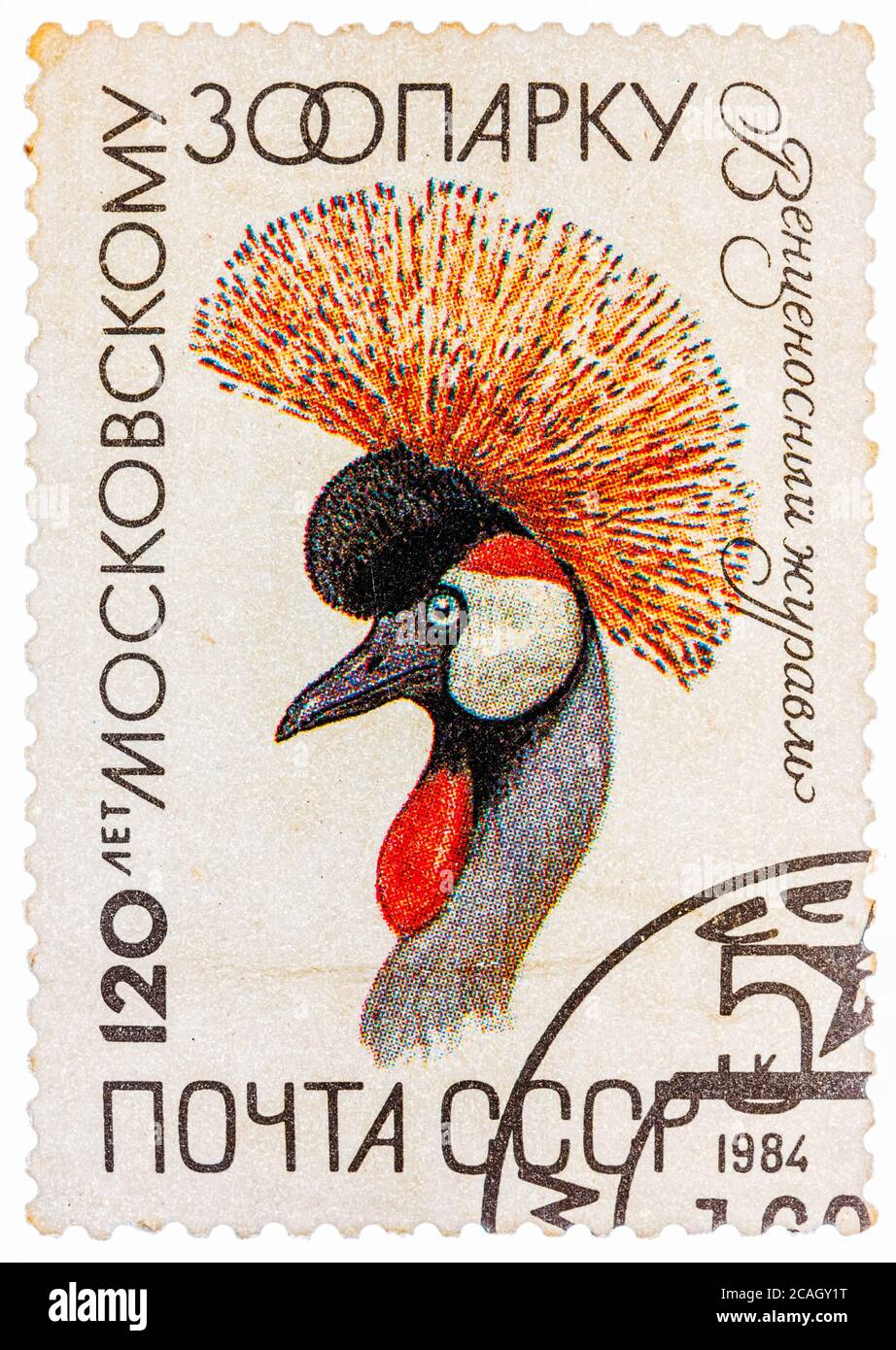 Postal stamp printed in USSR shows Balearica pavonina Stock Photo