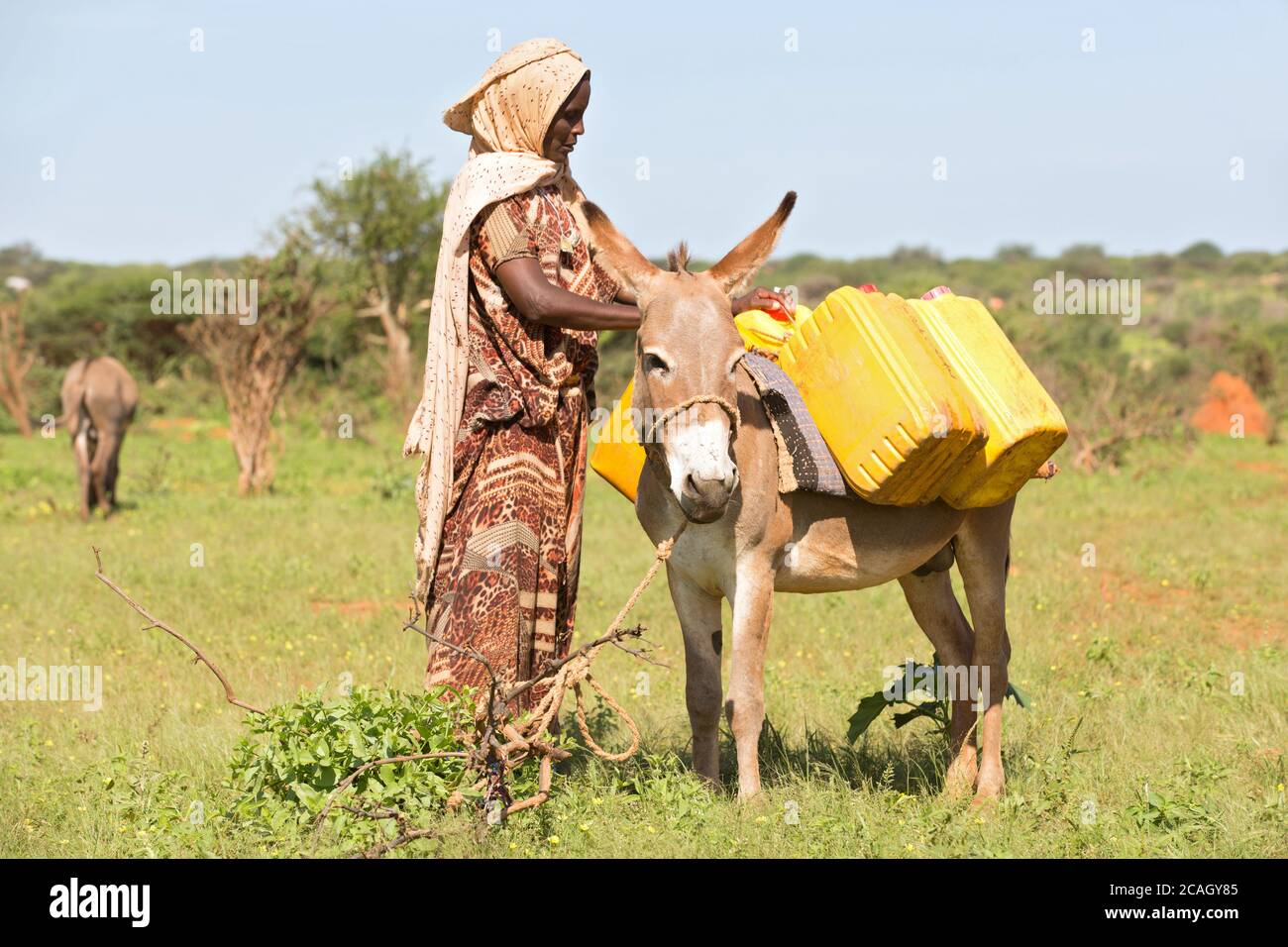 13.11.2019, Gabradahidan, Somali Region, Ethiopia - A woman loads a donkey with a yellow water canister, filled with drinking water. Hydraulic enginee Stock Photo