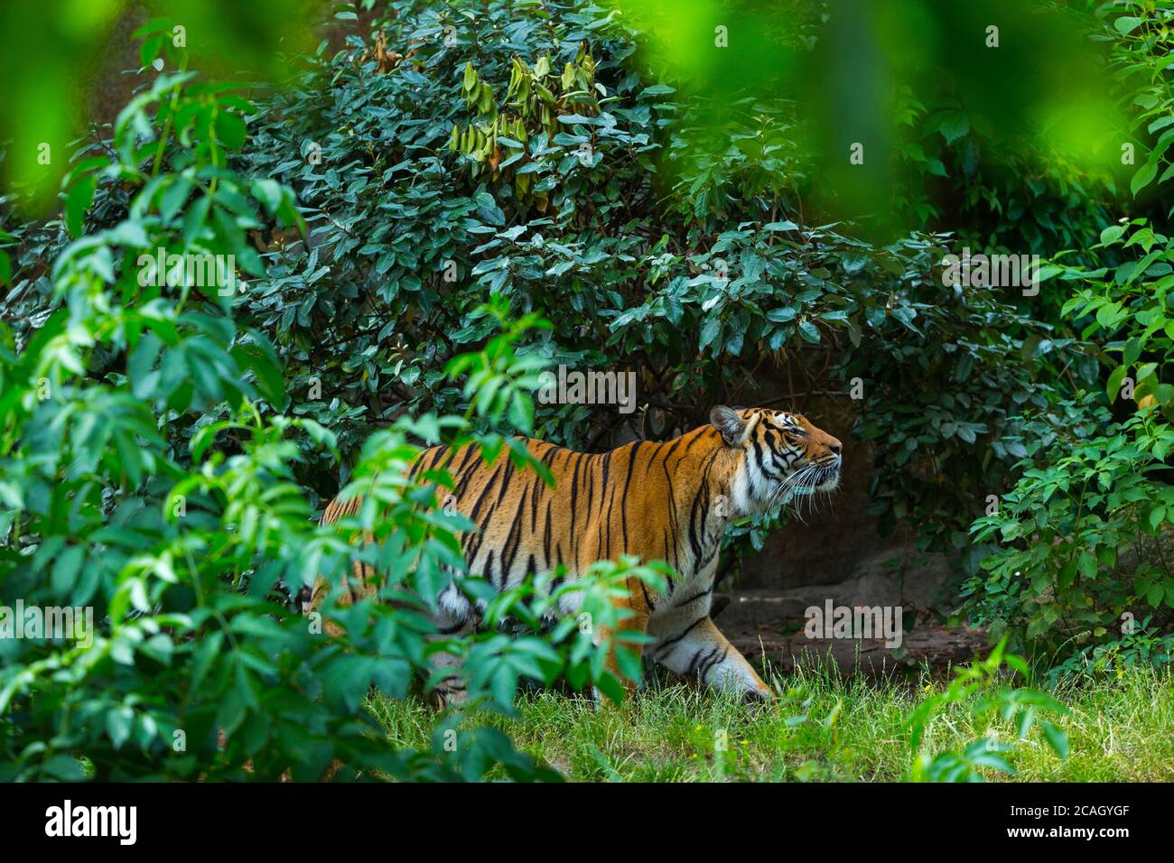 Indochinese Tiger Panthera Tigris Corbetti Stock Photo Alamy