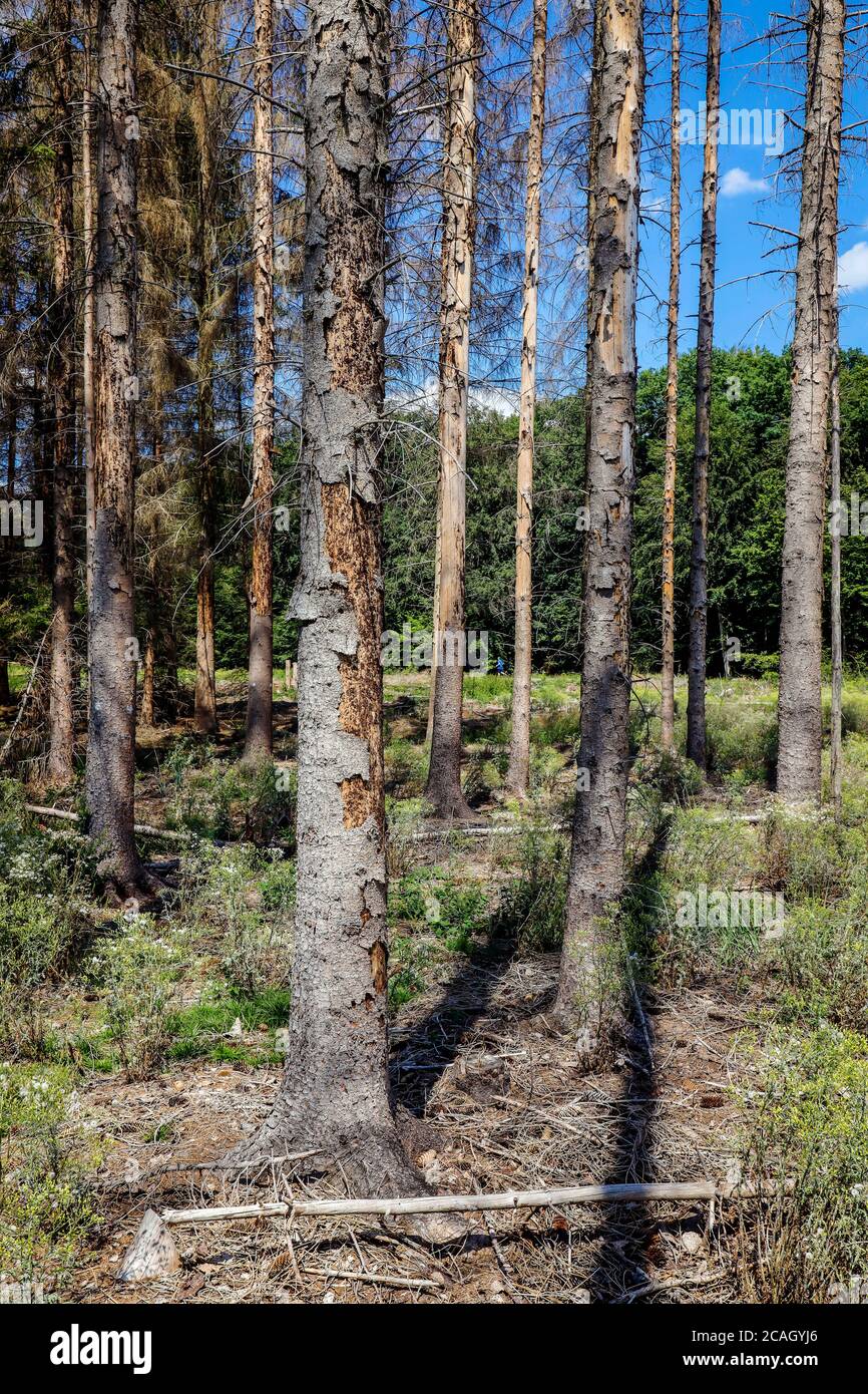 13.07.2020, Bonn, North Rhine-Westphalia, Germany - Dying forest in the Kottenforst, drought and bark beetle damage the spruce trees in the coniferous Stock Photo