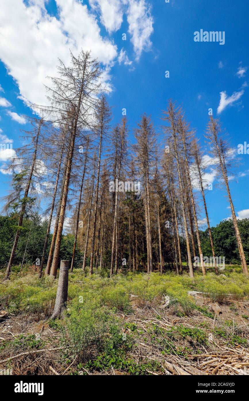 13.07.2020, Bonn, North Rhine-Westphalia, Germany - Forest dieback in the Kottenforst, drought and bark beetle damage the spruce trees in the conifero Stock Photo