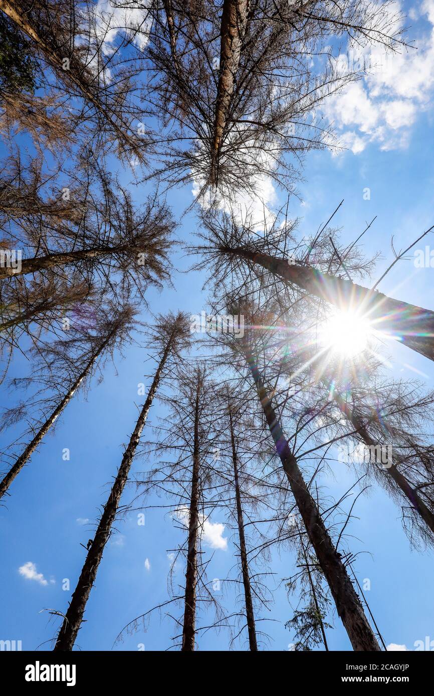 Bark beetle fire damaged trees hi-res stock photography and images - Alamy