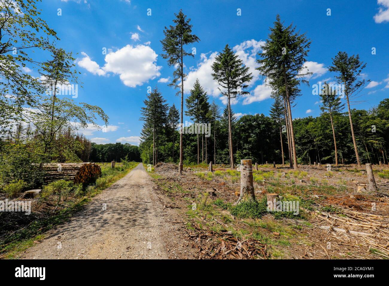 Bark beetle fire damaged trees hi-res stock photography and images - Alamy