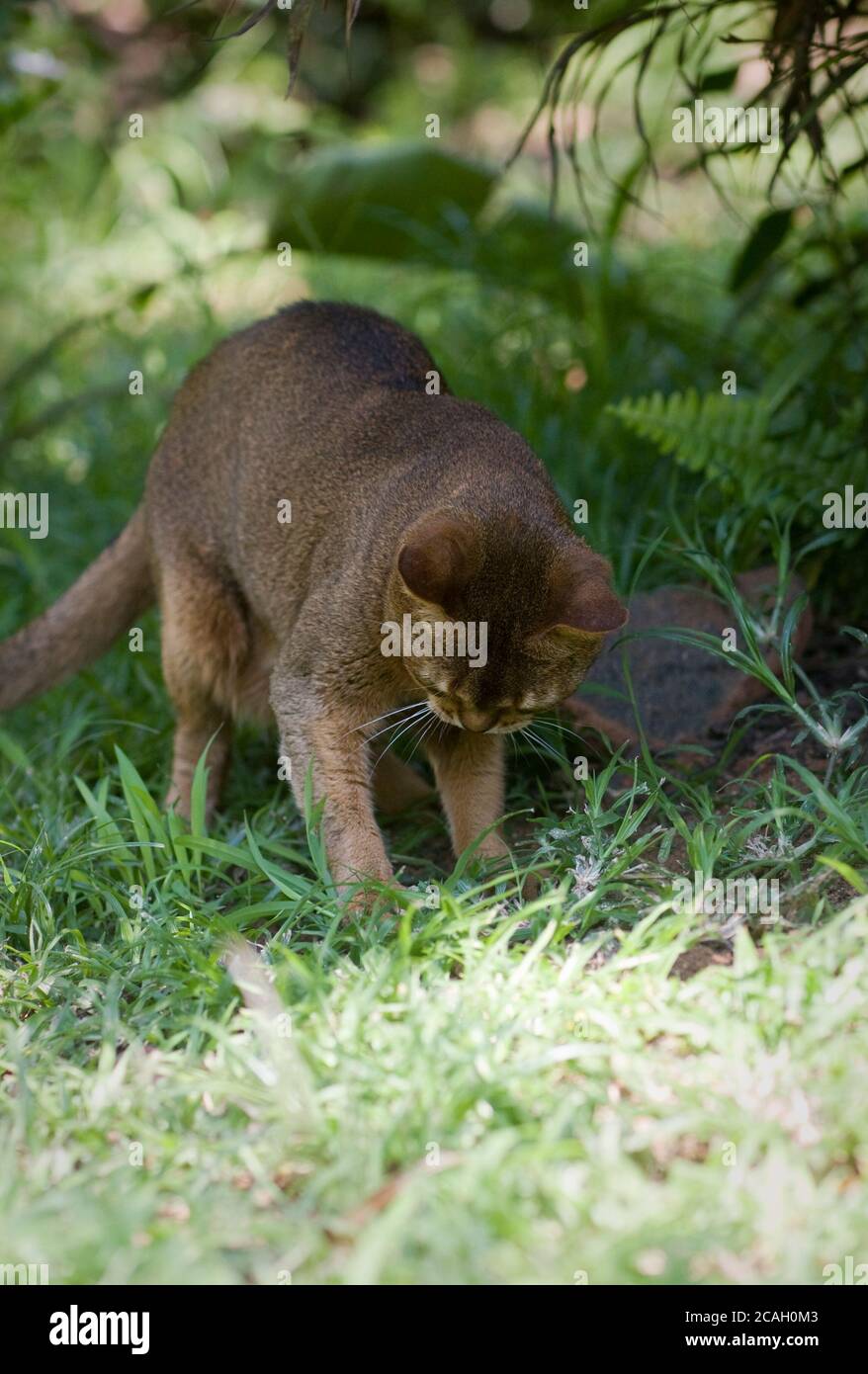 A ruddy Abyssinian cat hunts a lizard in a garden Stock Photo