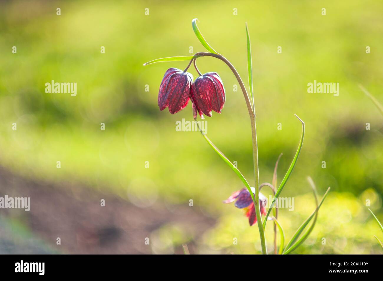 Macro close up image of Crimson Star Columbine flower blossoms in a garden. Stock Photo