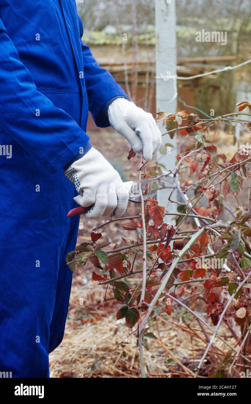 Pruning blackberry bush Stock Photo Alamy