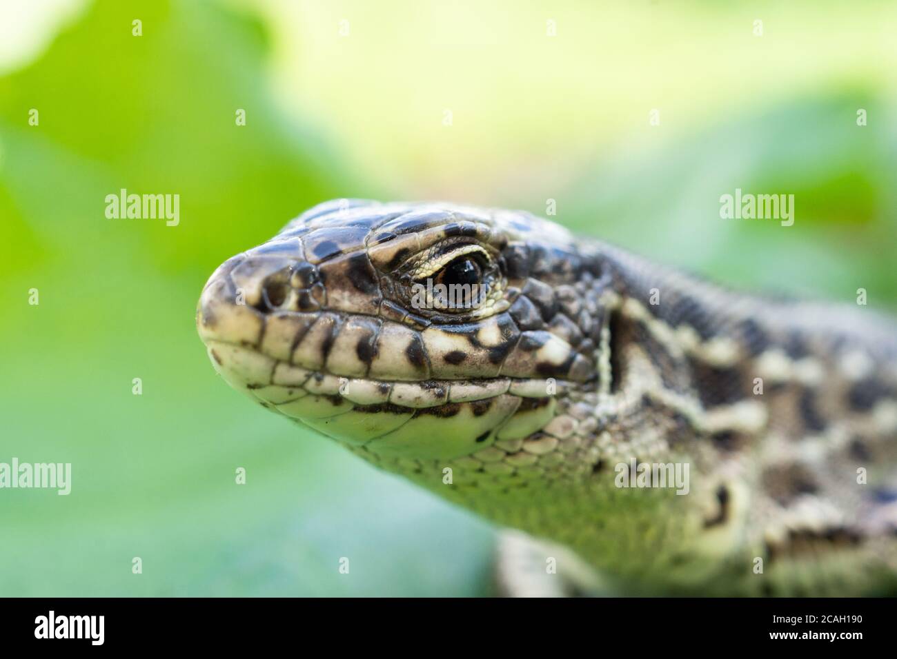 The head of a female lizard, macro photo of the head of a female lizard, Lacerta agilis Stock Photo