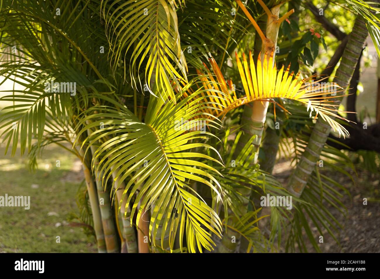 Majestic Palms catching the sun displaying their elegant form Stock Photo