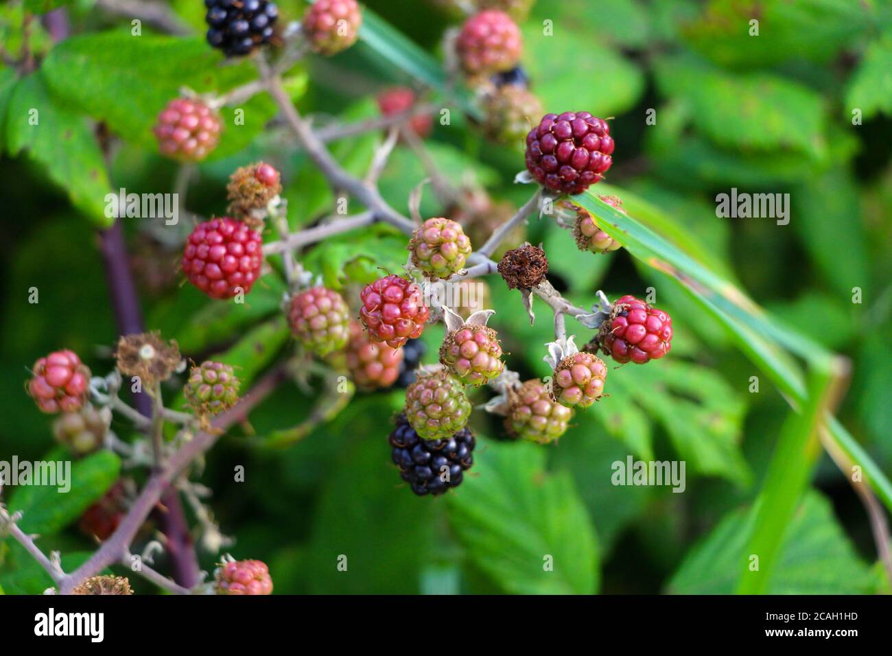 Ripening blackberries Rubus plicatus growing wild blurred background Stock Photo