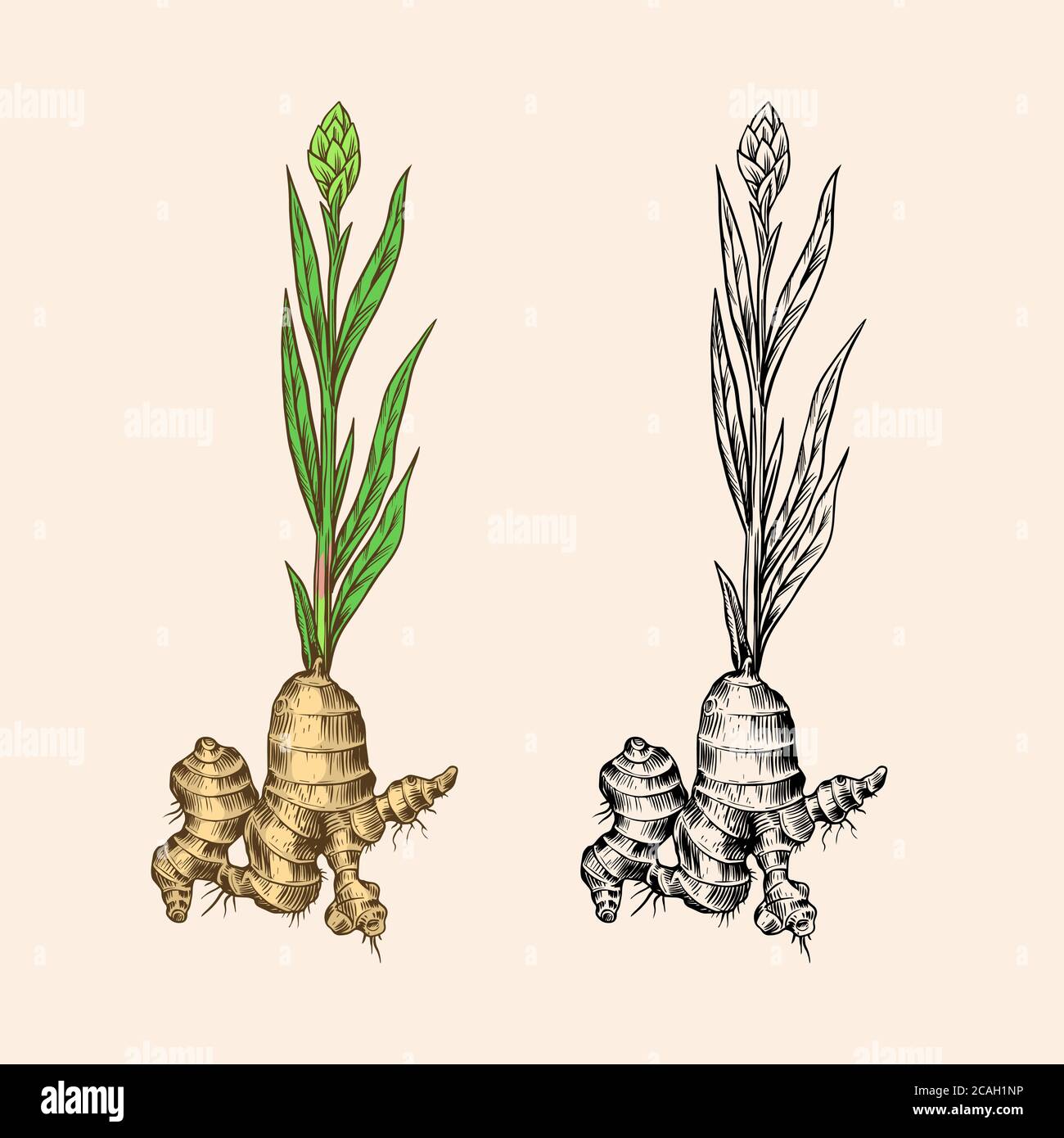 Ginger root, Chopped rhizome, Fresh plant. Vector Engraved hand drawn  sketch. Pieces of ingredient set. Detox spice Stock Vector Image & Art -  Alamy