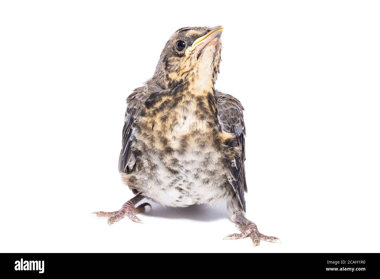 Young thrush Cut Out Stock Images & Pictures Alamy