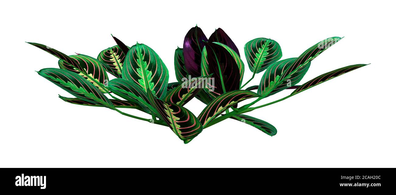 3D rendering of a green snakeskin plant isolated on white background ...