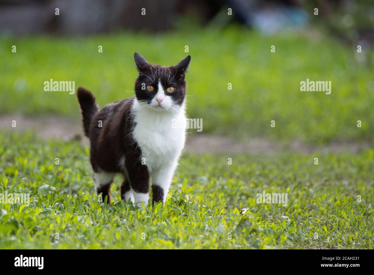 A black and white cat on the green grass background Stock Photo - Alamy