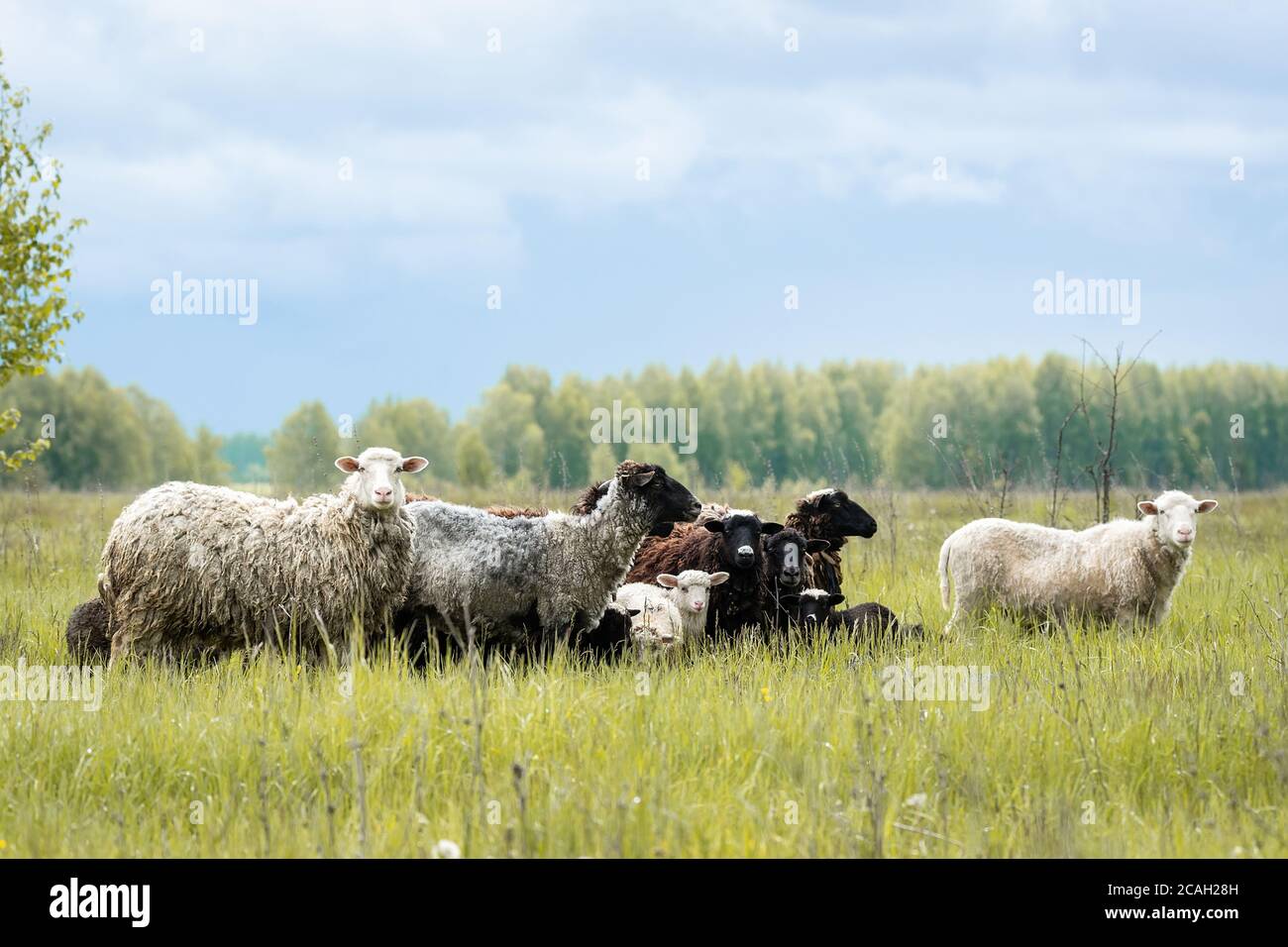 Flock of Sheep in a green meadow curiously looking at camera. flock of ...