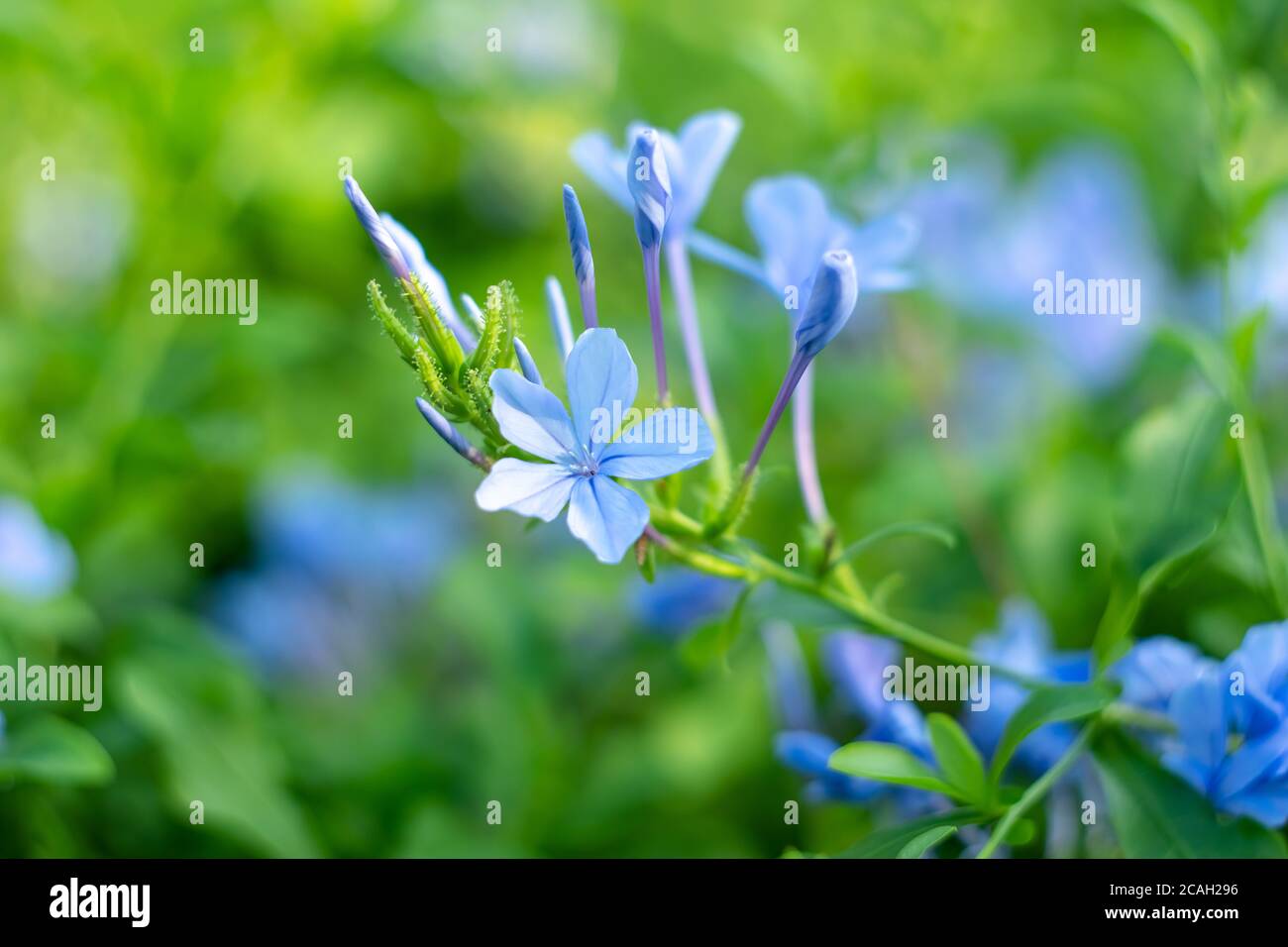 Blue periwinkle on a summer day, bright flowers in the garden. Floral wallpaper, nature backgrounds. Vinca plant in the open field, littorina growth. Stock Photo