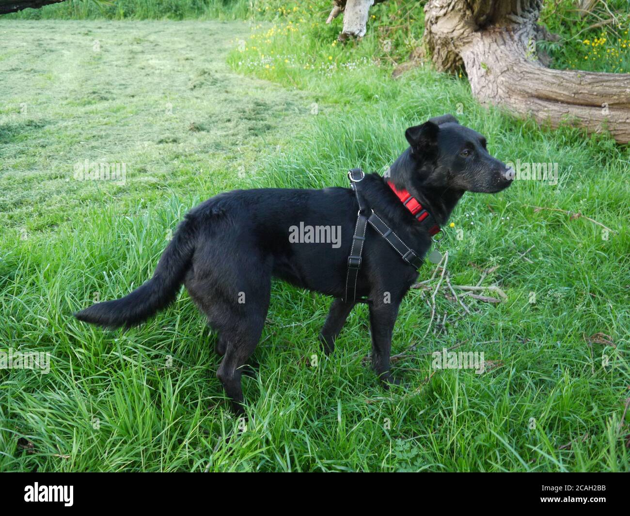 Black Labrador Cross Border Collie on a Walk Stock Photo - Alamy