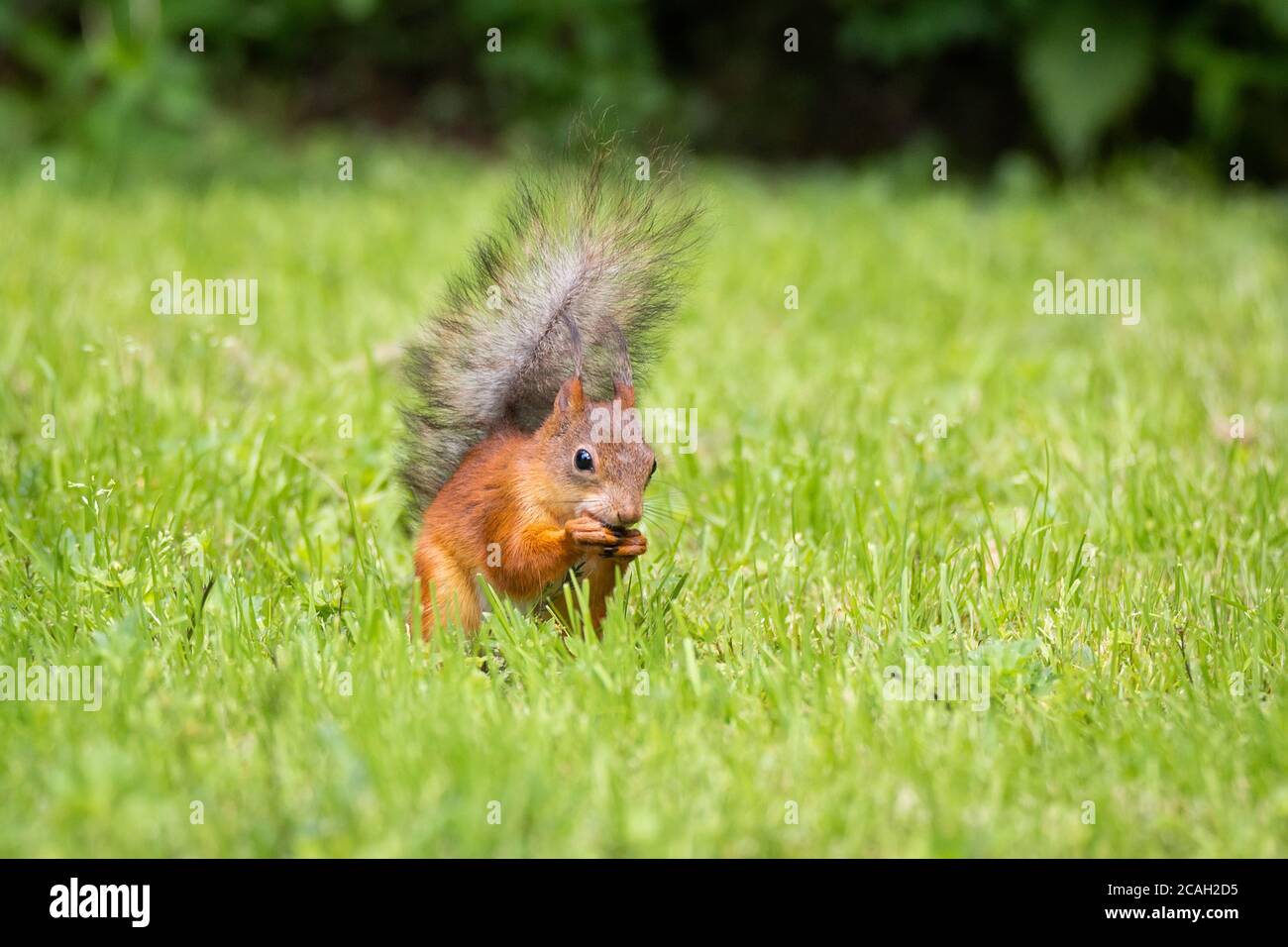 A wild squirrel eating in the green grass park Stock Photo Alamy