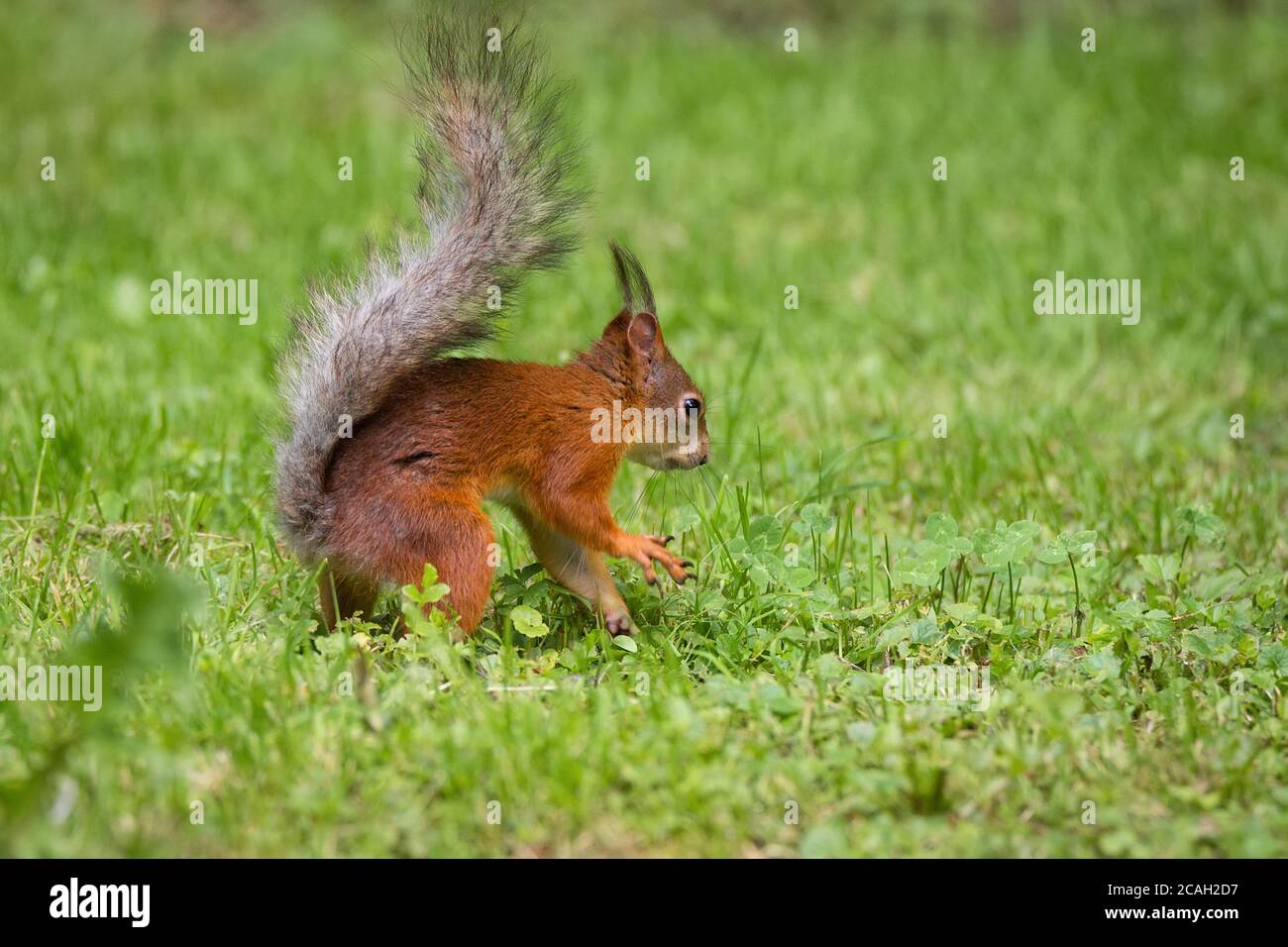 A wild squirrel eating in the green grass park Stock Photo Alamy