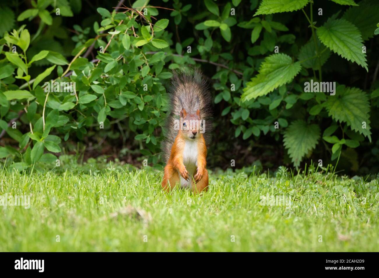 A wild squirrel eating in the green grass park Stock Photo Alamy