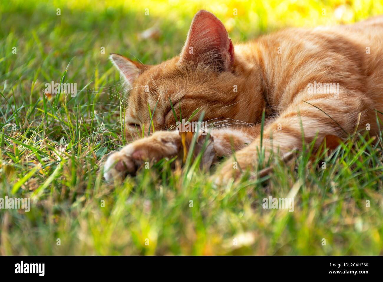 Small cute kitten cat sleeping outside in the park with flower grass background Stock Photo
