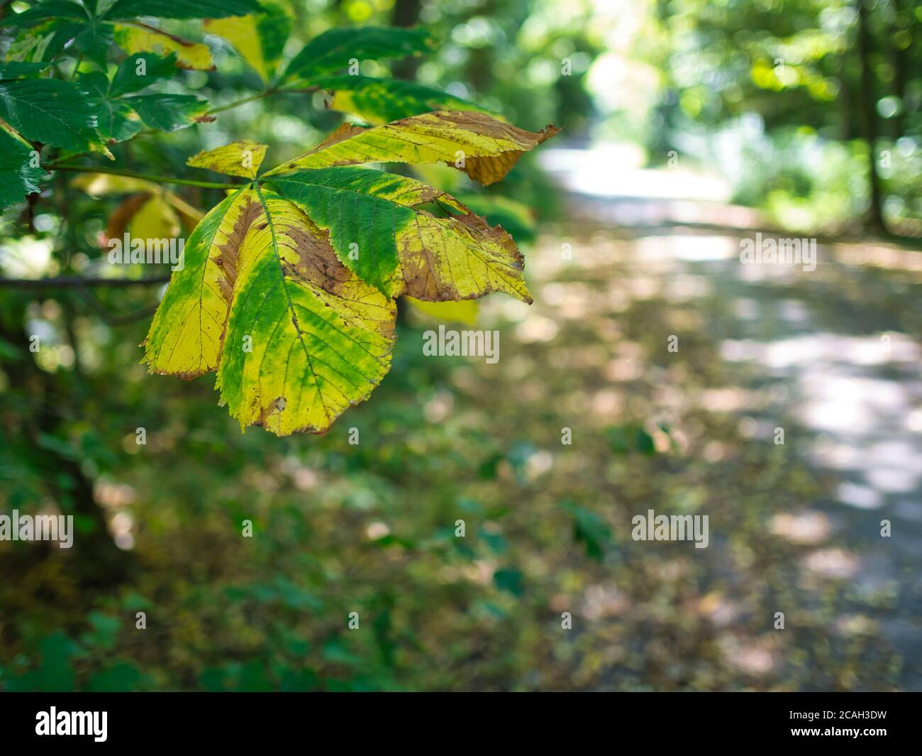 Ein gelbes Blatt alleine unter grünen Blättern. Stock Photo