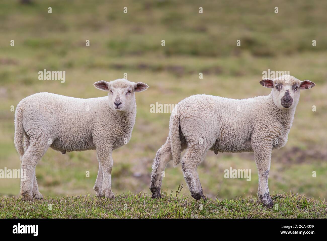 Two little lambs in the pasture Stock Photo