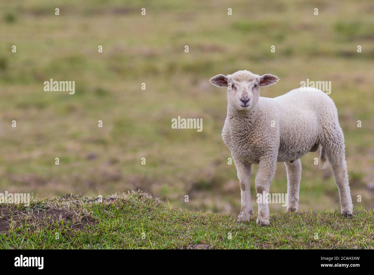 A little lamb in the pasture Stock Photo
