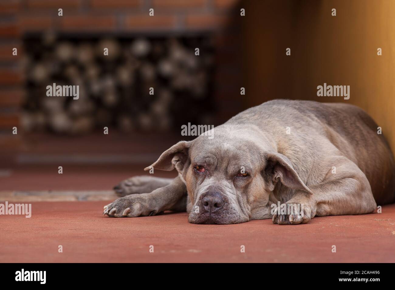 Tabby Dog Breed Fila Brasileiro Brazilian Stock Photo 1674496849