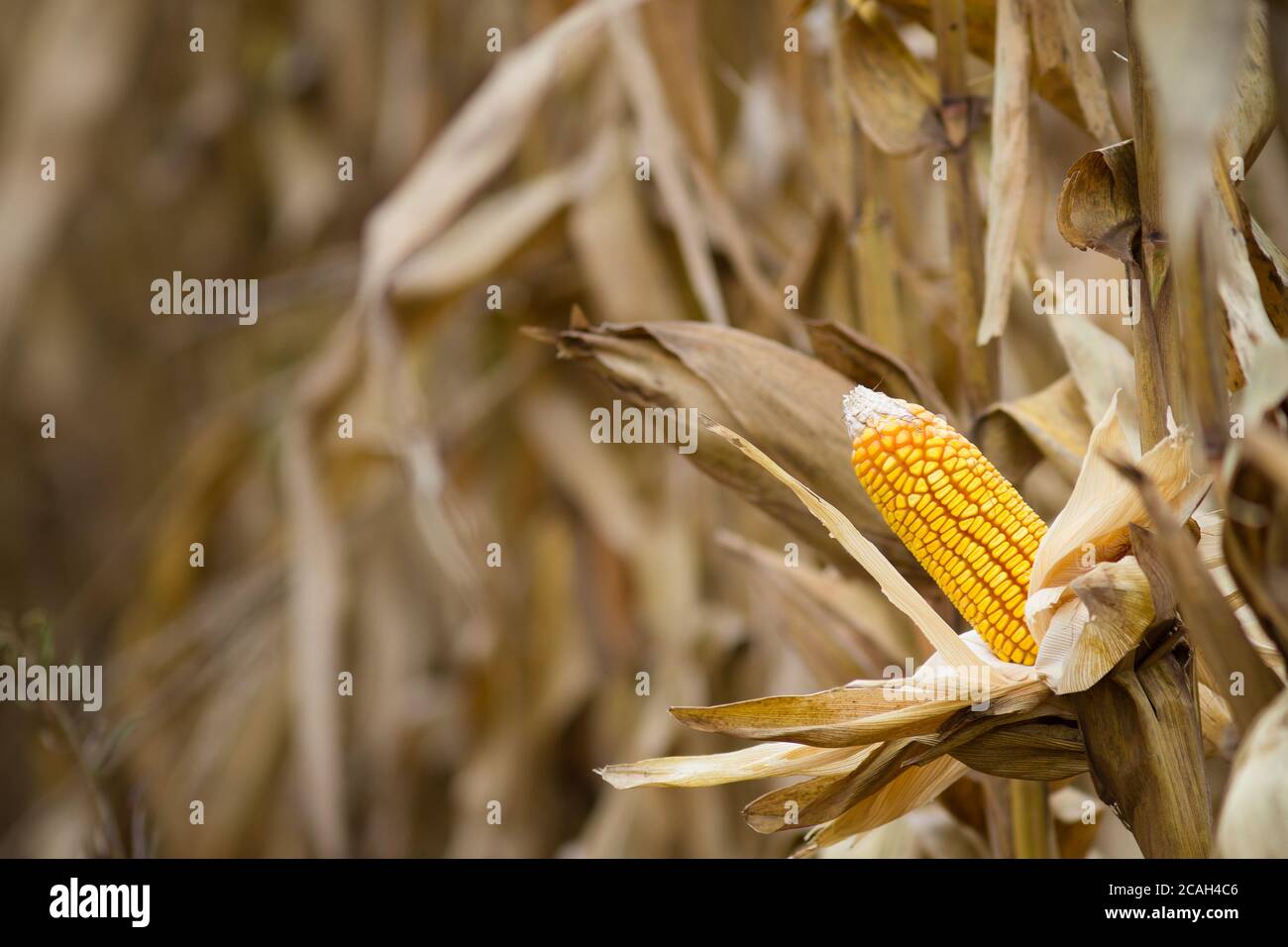 Ear of corn ready to be harvested Stock Photo Alamy