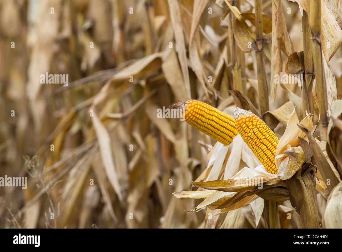 Ears of corn ready to be harvested Stock Photo Alamy