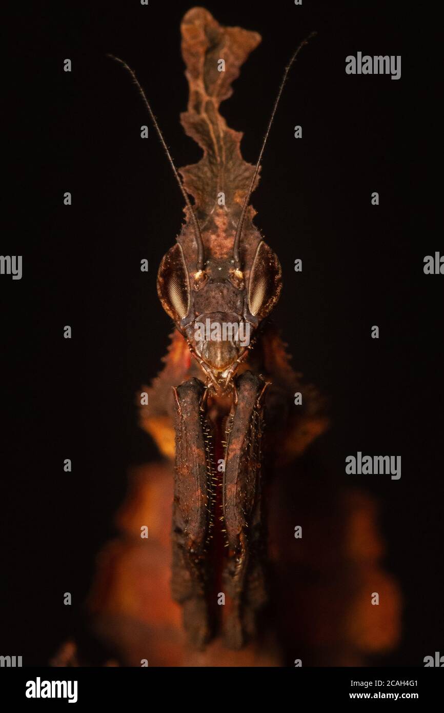 Ghost mantis (Phyllocrania paradoxa) portrait Stock Photo