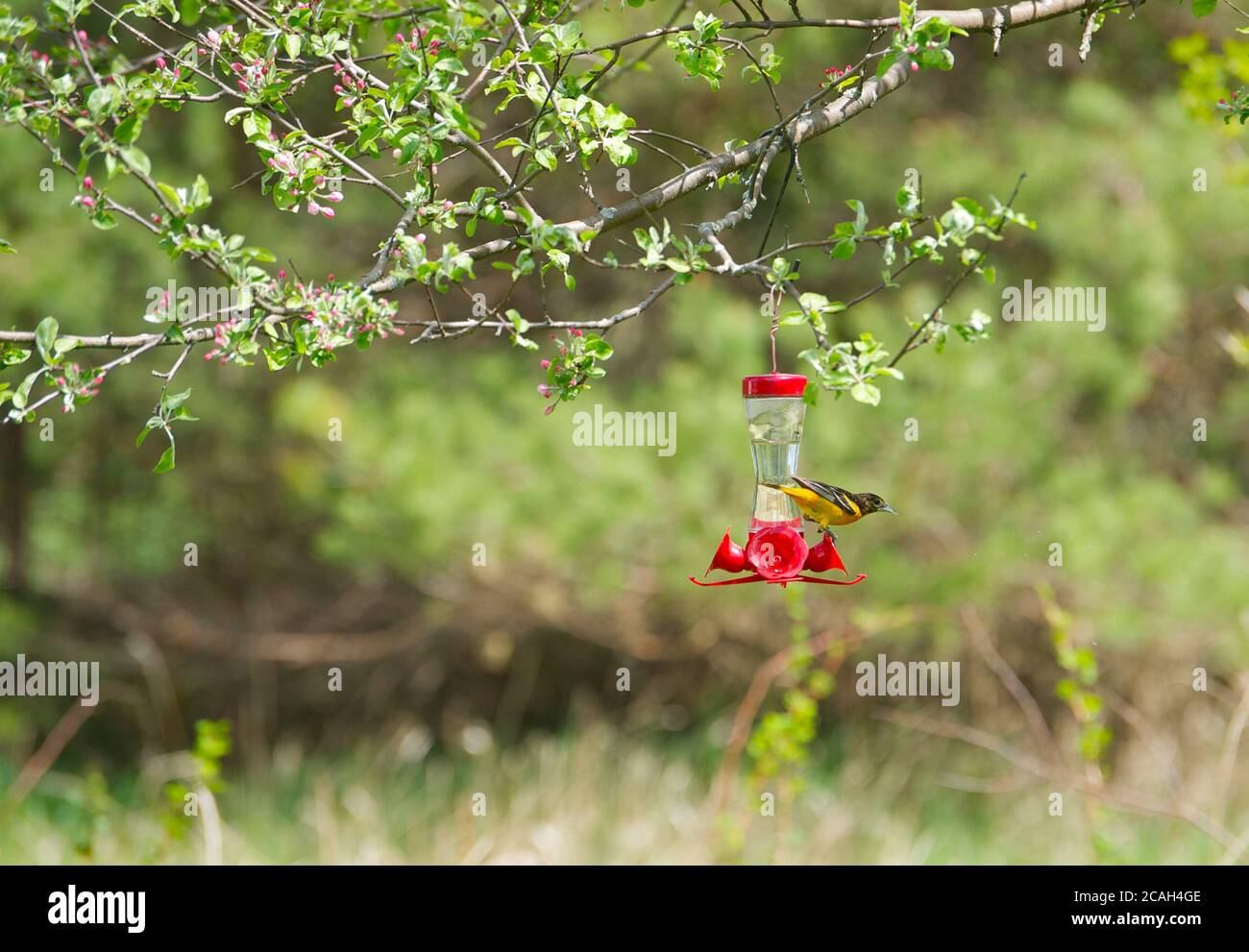 Glass hummingbird feeder hires stock photography and images Alamy