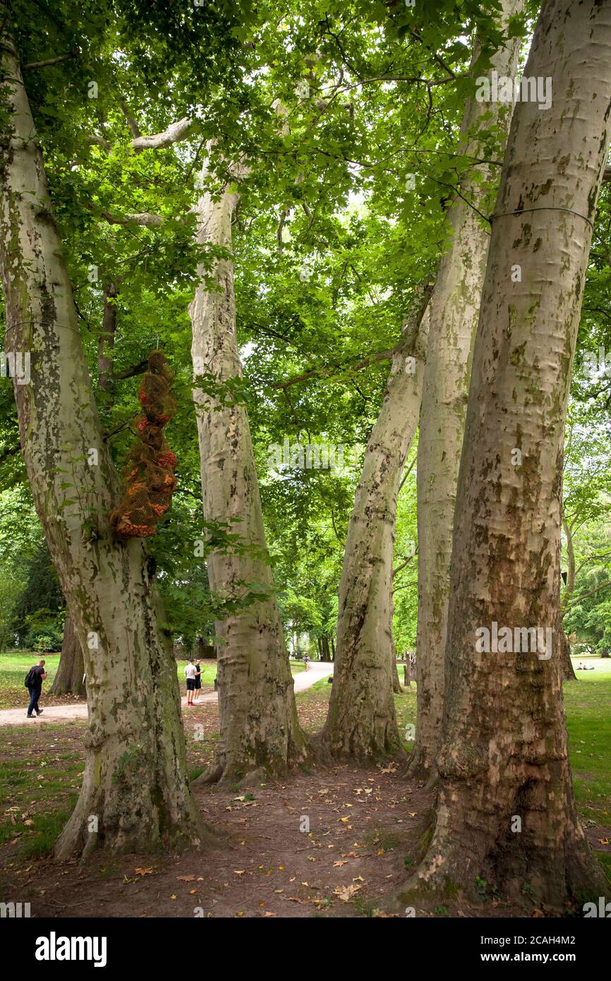 plane trees in the Stammheim castle park in the district of Stammheim, public green area in which modern art is exhibited, Cologne, Germany.  Platanen Stock Photo