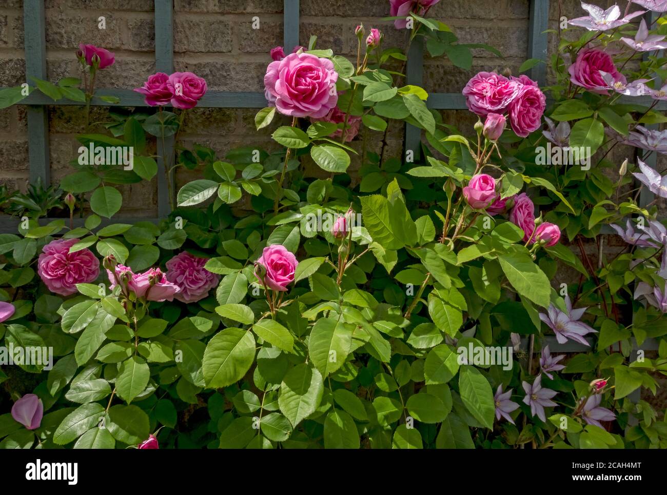 Pink climbing rose roses ‘Gertrude Jekyll’ and clematis ‘Samaritan Jo’ on a  trellis wall flowers flower flowering in the garden in summer England UK Stock Photo
