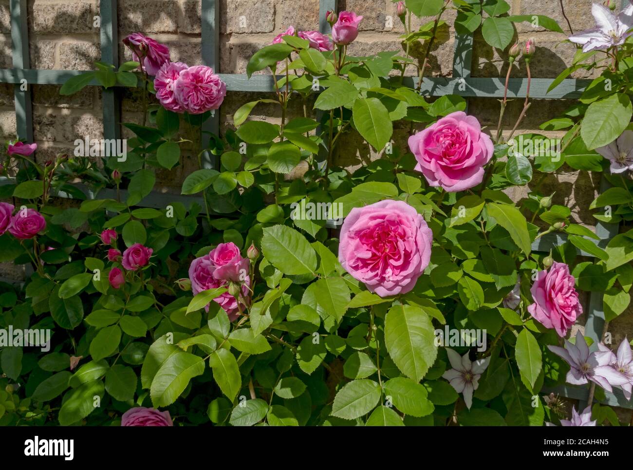 gertrude-jekyll-english-rose-high-resolution-stock-photography-and