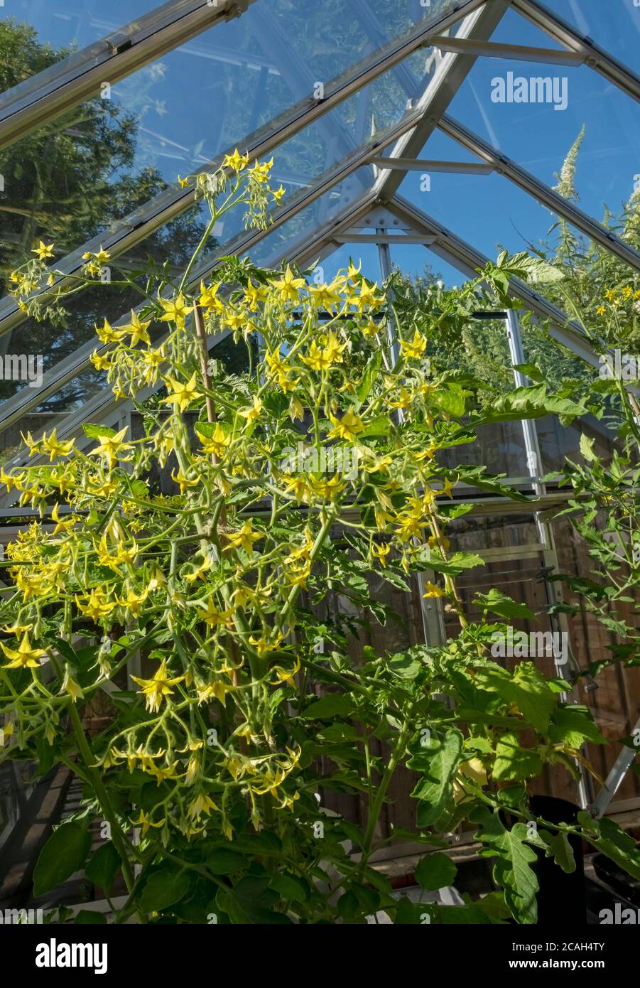 Tomato plants in flower flowers flowering growing in a greenhouse