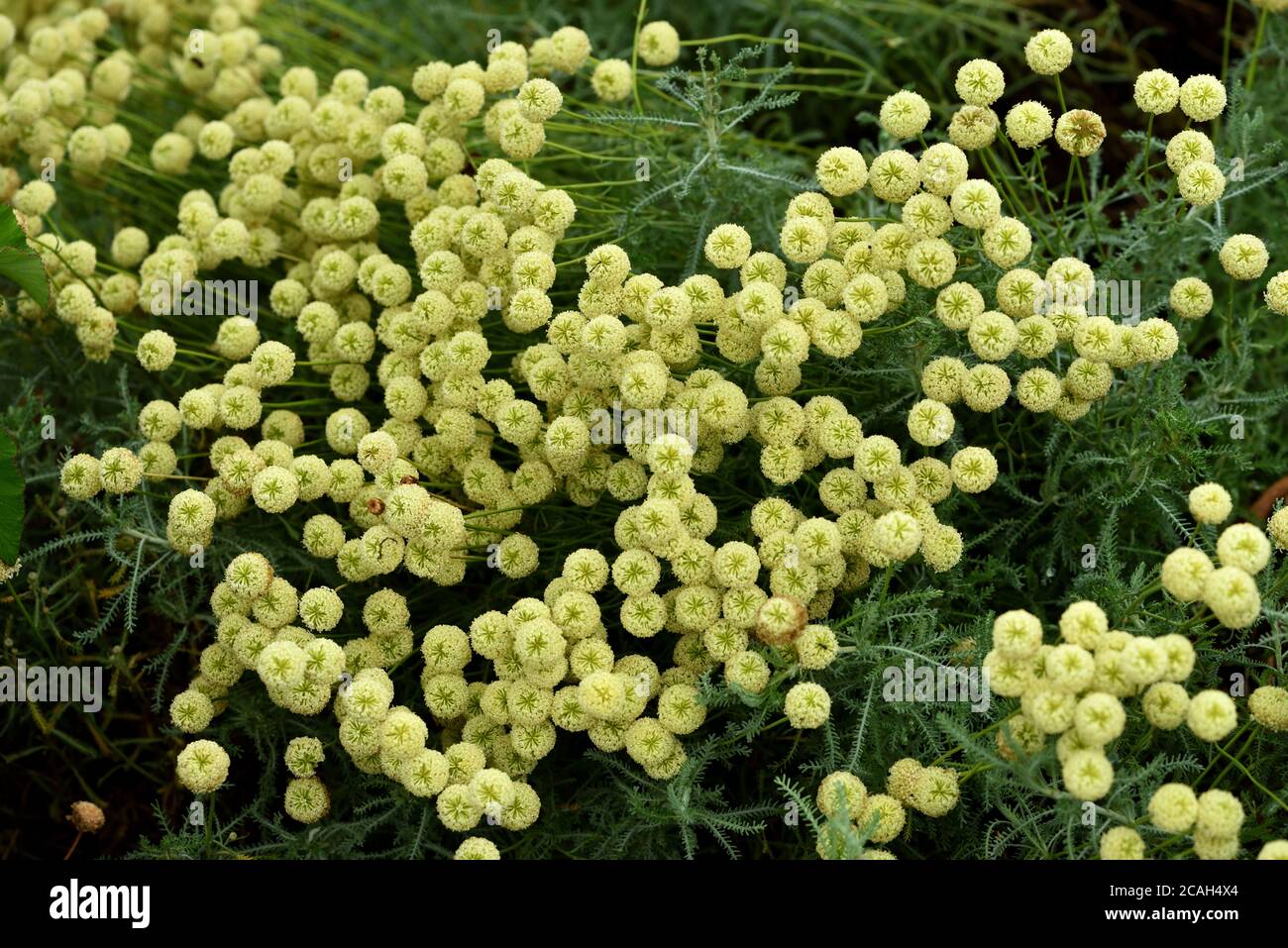 Santolina neapolitana hires stock photography and images Alamy