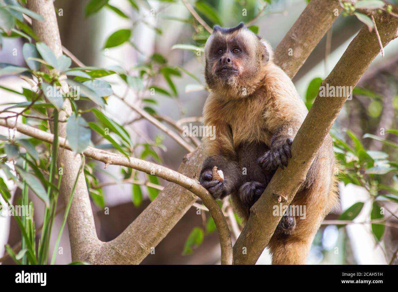 Macaco Prego - Sapajus gender - Mato Grosso - Brazil Stock Photo