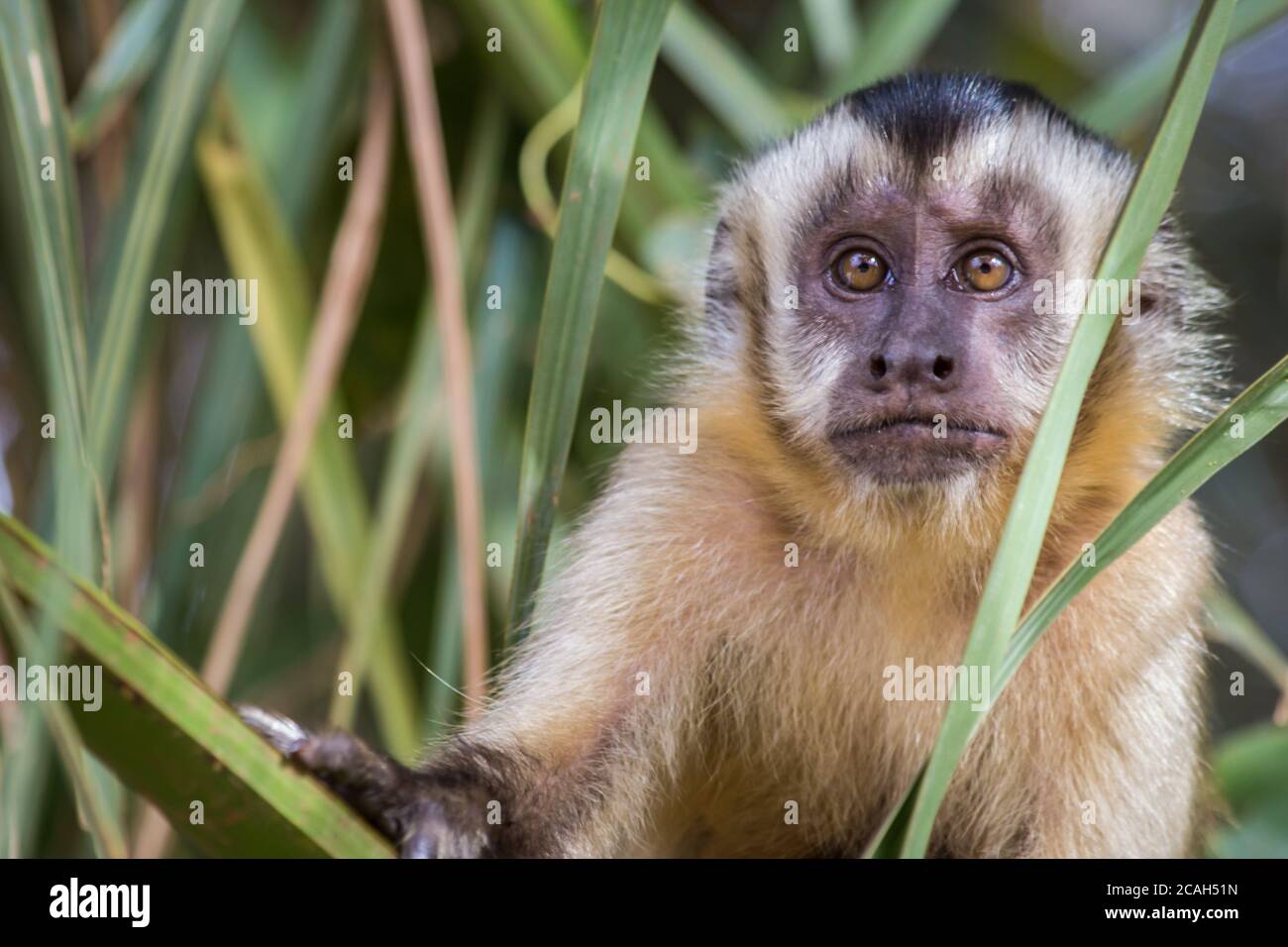 Wild monkey in the jungle. Primate Macaco Prego - Sapajus gender