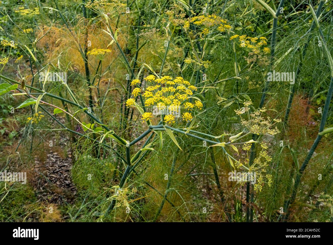Close up of bronze fennel (Foeniculum vulgare) ‘Purpureum’ herb yellow flowers plant in garden in summer England UK United Kingdom GB Great Britain Stock Photo