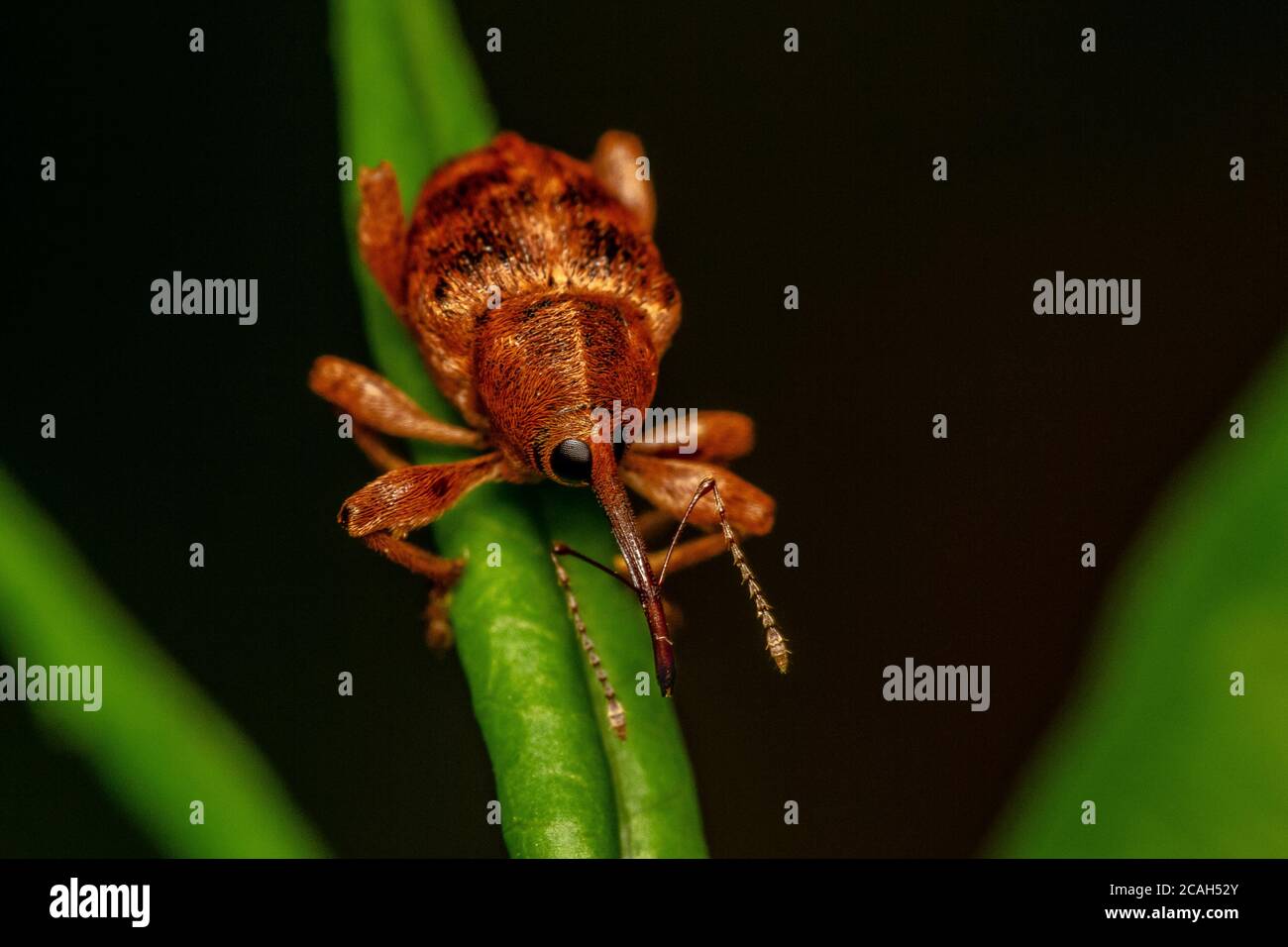 Acorn Weevil (Curculio glandium) male on leaf. This species is a common specialist of oak trees. Stock Photo