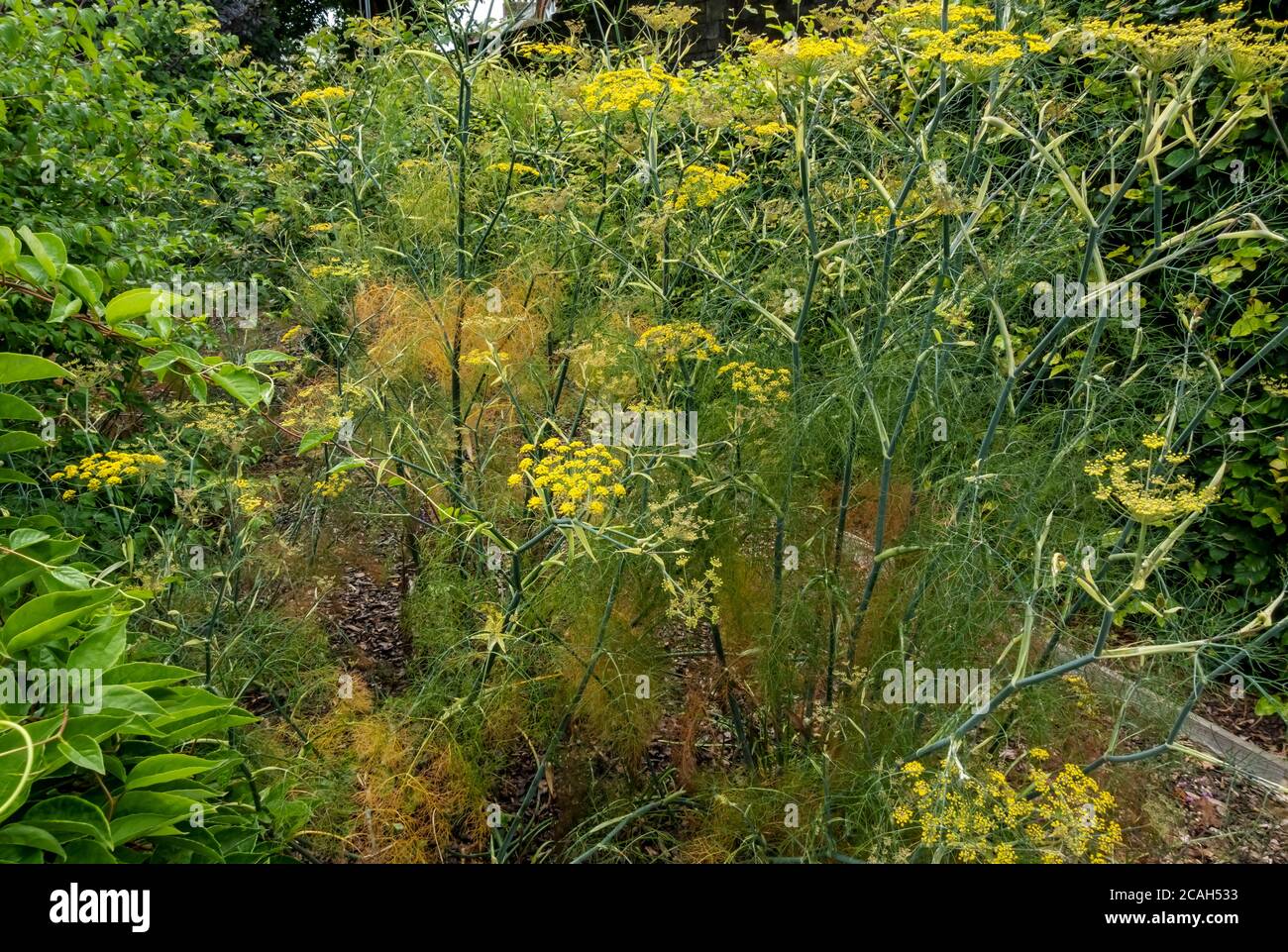 Bronze fennel (Foeniculum vulgare) ‘Purpureum’ herb plant growing in garden in summer England UK United Kingdom GB Great Britain Stock Photo
