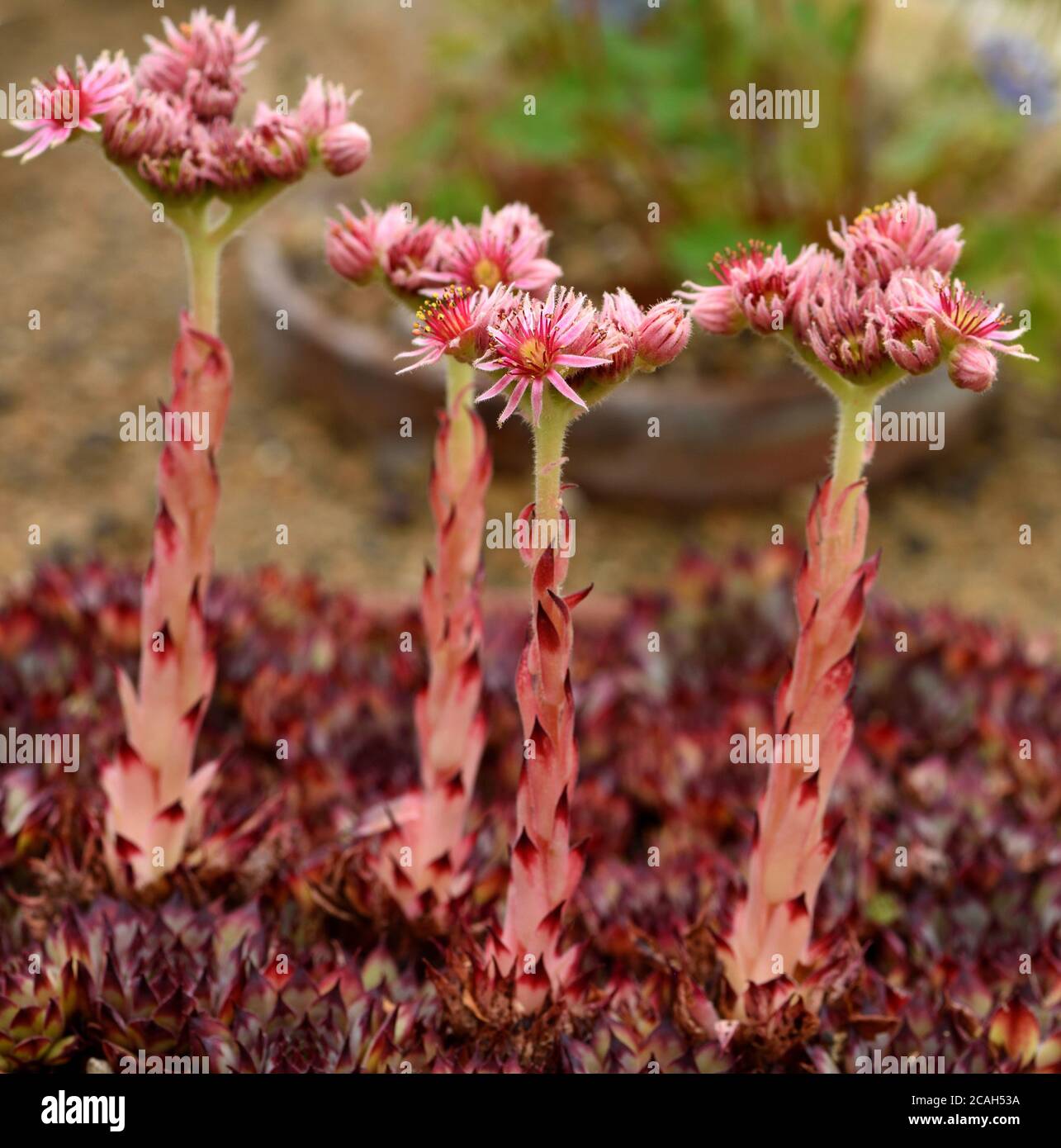 The flower spikes of Sempervivum Cafe. Stock Photo