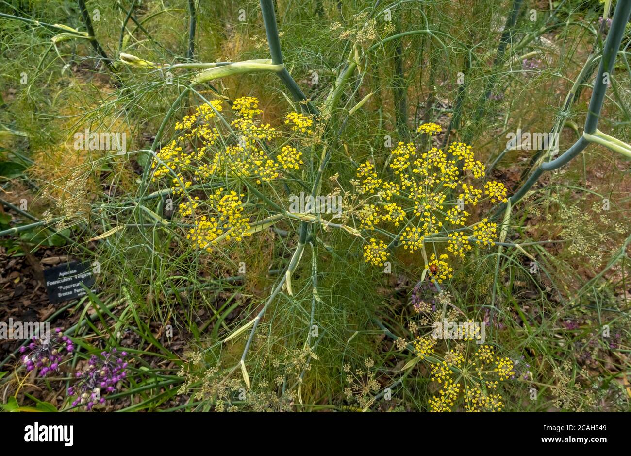 Close up of bronze fennel (Foeniculum vulgare) ‘Purpureum’ herb plant growing in garden in summer England UK United Kingdom GB Great Britain Stock Photo