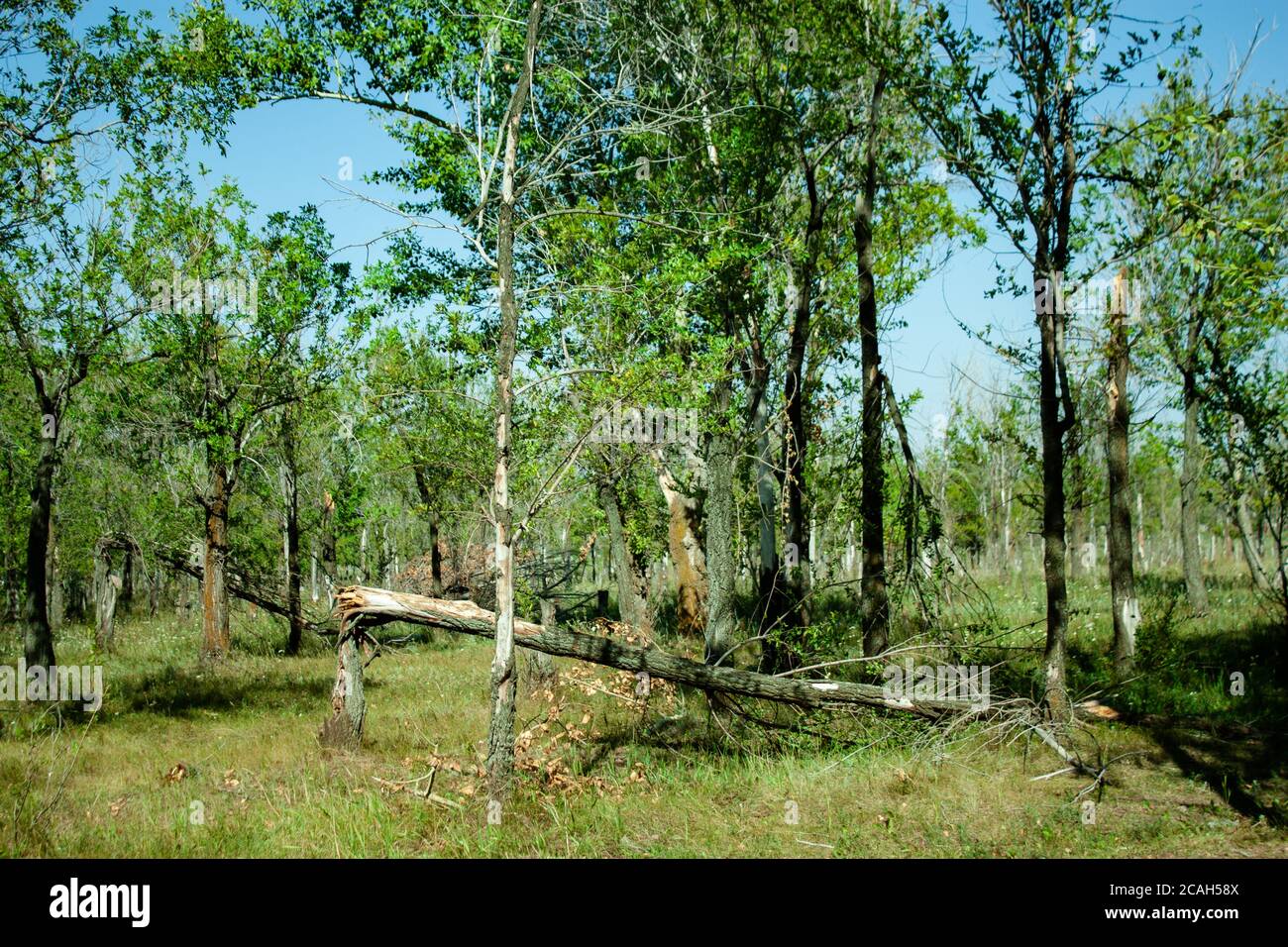 Forest after a hurricane Stock Photo